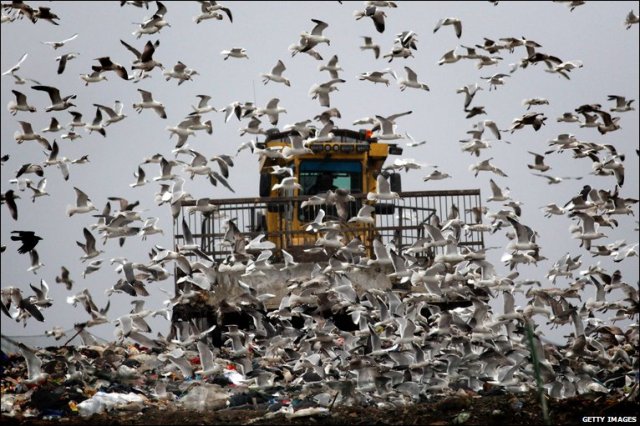 _46754655_hi008296032 seagulls landfill site