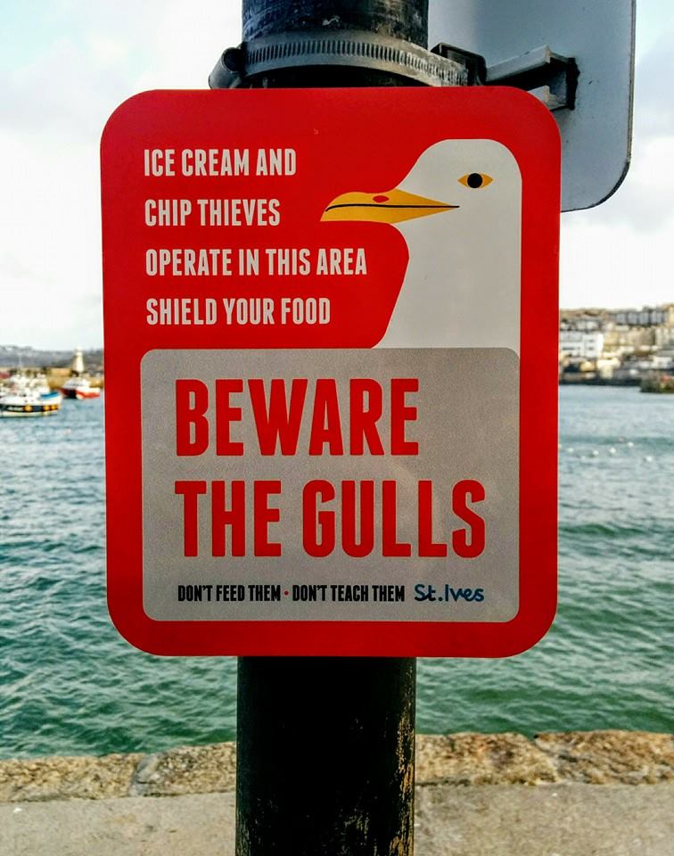 modern-day seagulls still go for, er, human food