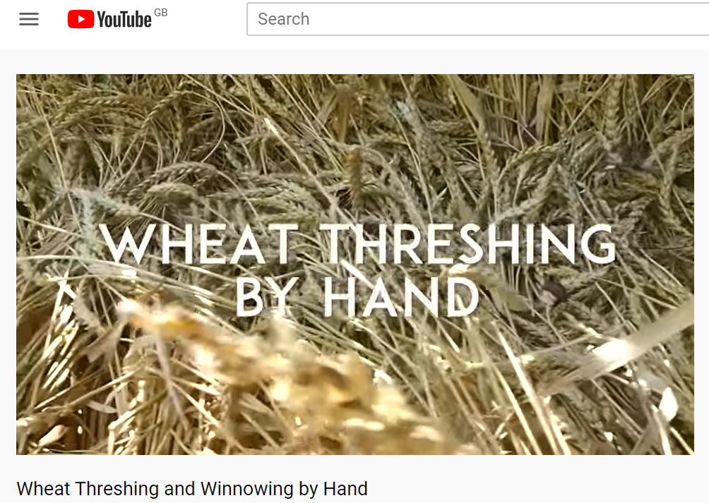 whear threshing by hand
